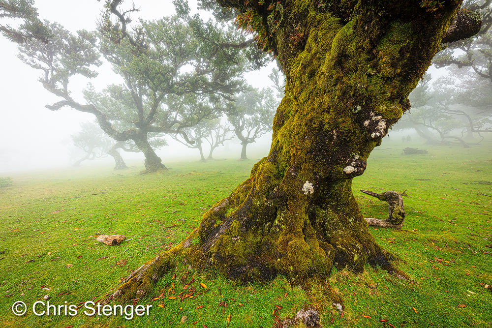 Het nevelwoud van Fanal ligt in het noordwesten van Madeira. Het ligt vaak in de mist en dan hebben de grillig gevormde eeuwoude laurier bomen een mysterieus aanzien