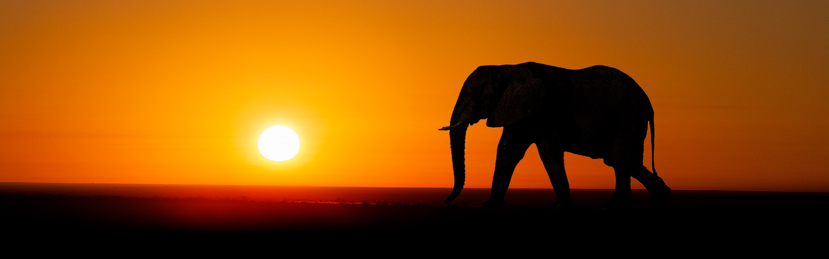 Olifant bij ondergaande zon in Namibië. Olifanten worden tot de Dikhuidigen gerekend. 