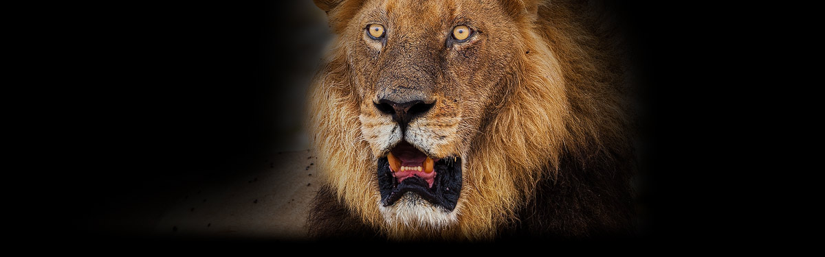 Dit leeuwen portret is één van de vele honderden foto's die ik maakte van deze koning der wildernis. 
