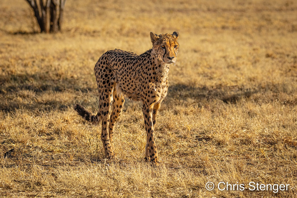 Deze Cheeta die in afwachting lijkt te zijn van wat komen gaat fotografeerde ik tijdens de 'Cheetah Run'. Het dier staat bij te komen van de eerste renpartij
