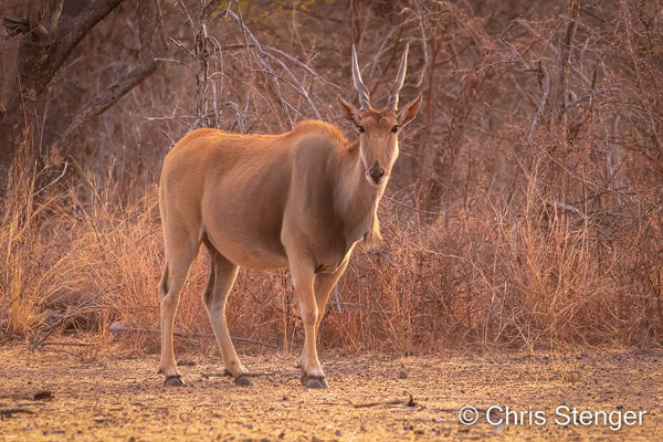 Ik fotografeerde ik deze Eland Antilope in het laatste daglicht net na zonsondergang bij een waterput in de buurt van Roy's Restcamp in het noorden van Namibië. We kampeerden hier na ons bezoek aan de Cheeta View Lodge.