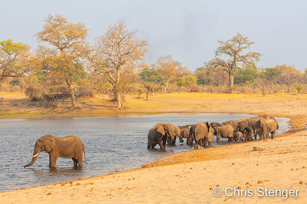Bwabwata National Park is een park voor Olifanten. Deze kudde zoekt aan het eind van de dag verkoeling in de Kwando rivier. 