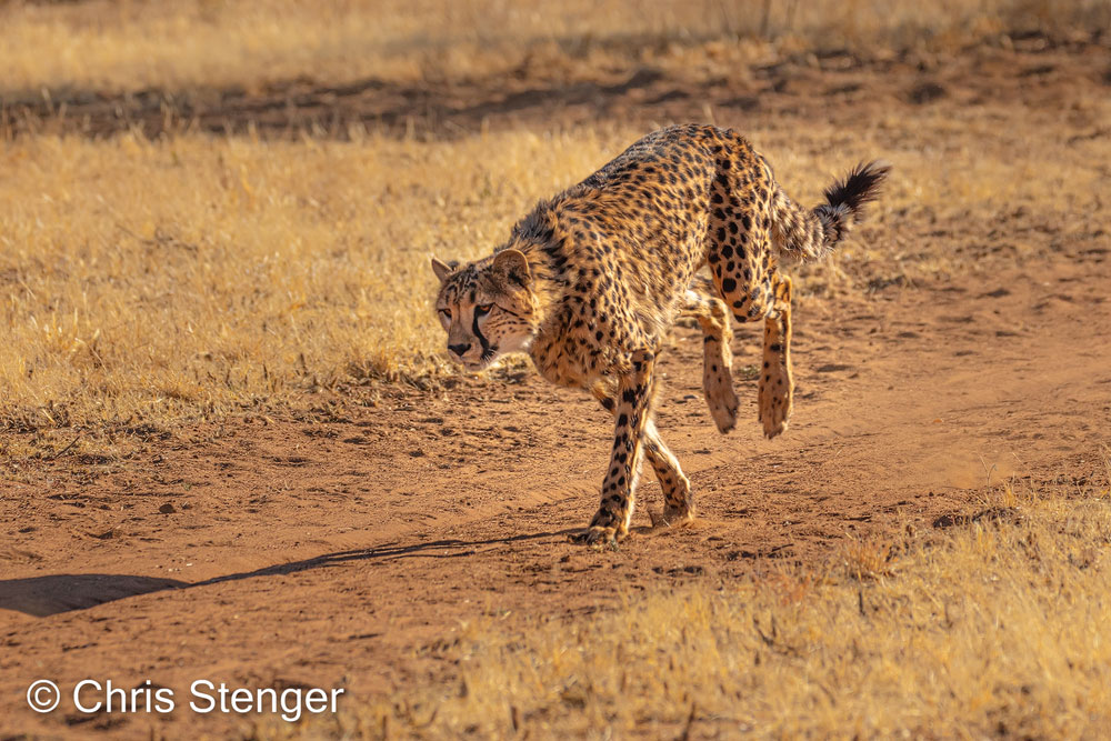 Ook met deze foto gemaakt tijdens de 'Cheeta Run' ben ik redelijk tevreden. Wel kan je op deze foto zien dat het beest niet voluit sprint, Het lijkt meer een speelse achtervolgingen te zijn en dat zie ik terug op bijna alle foto's die ik maakte tijdens de 'Cheeta Run'. 
