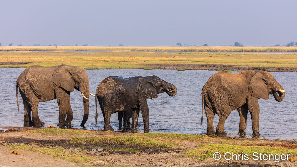 Een van de vele foto's die ook dit keer maakte in Chobe National Park. Canon 5Ds R met 100-400mm objectief iso400 1/800sec bij f/7,1