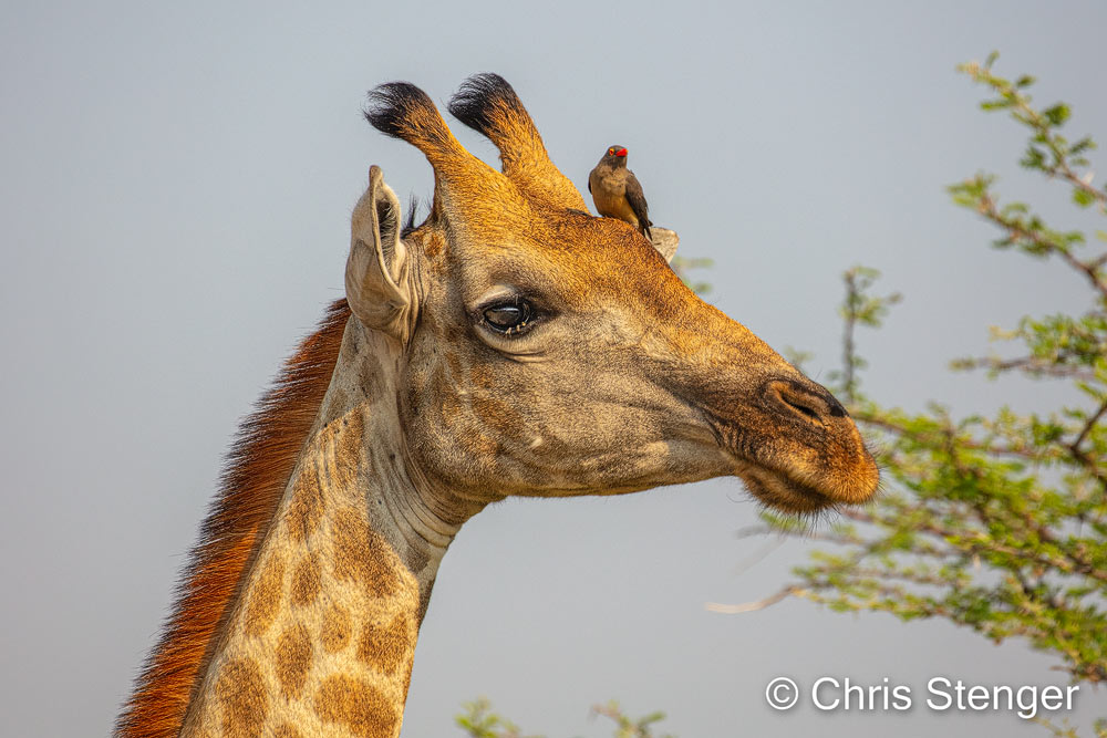 Tijdens eerdere bezoeken aan Moremi zagen we niet zo heel veel Giraffes, maar dit maal was het anders en kregen we heel veel Giraffes te zien. Waarom we dit keer zo veel Giraffes zagen weet ik niet. Wellicht bezochten we dit keer gewoon meer Giraffe vriendelijke gebieden. 