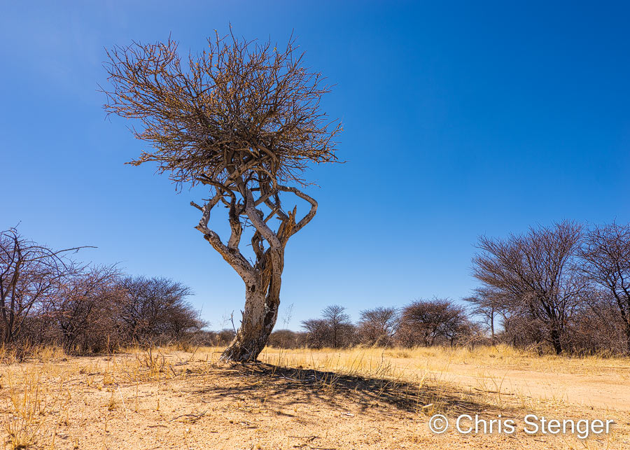 Dit droge landschap is typisch voor het eind van de droge periode in Namibië en Botswana. Ik maakte de foto eind september.....nog een paar weken en dan zal het gaan regenen en krijgen de bomen weer blad. Panasonic GH6 met 7-14mm objectief iso200 1/500sec bij f/7,1