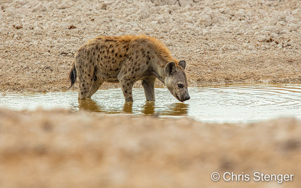Hyena's kome je veel tegen in Namibië en Botswana. In Botswana hadden we ze in Moremi zelfs op het kampeerterrein dicht bij ons kampvuur