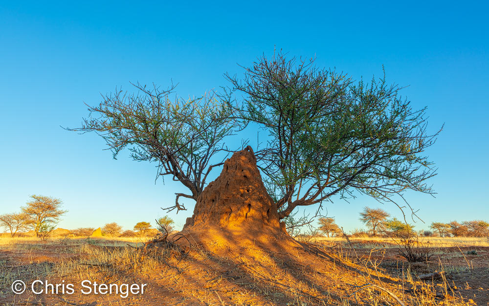 Ik fotografeerde deze termietenheuvel, waaruit een struik groeit, net na zonsopkomst tijdens een lange wandeling in het noorden van Namibië. Eindelijk even de benen strekken tijdens een reis met veel stilzitten in de auto. Canon 5DsR met 24mm objectief iso100 1/25sec bij f/9,0