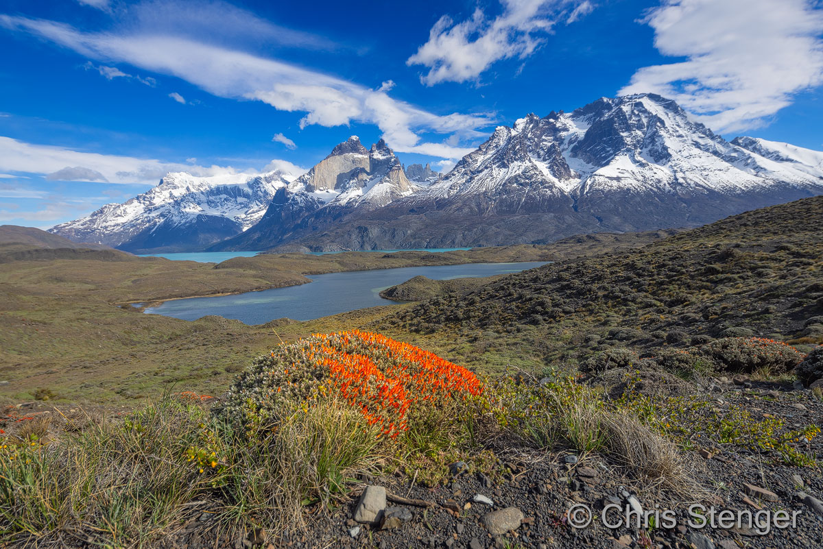 Fire tongue (Anarthrophyllum desideratum), Parque Nacional Torres del Paine