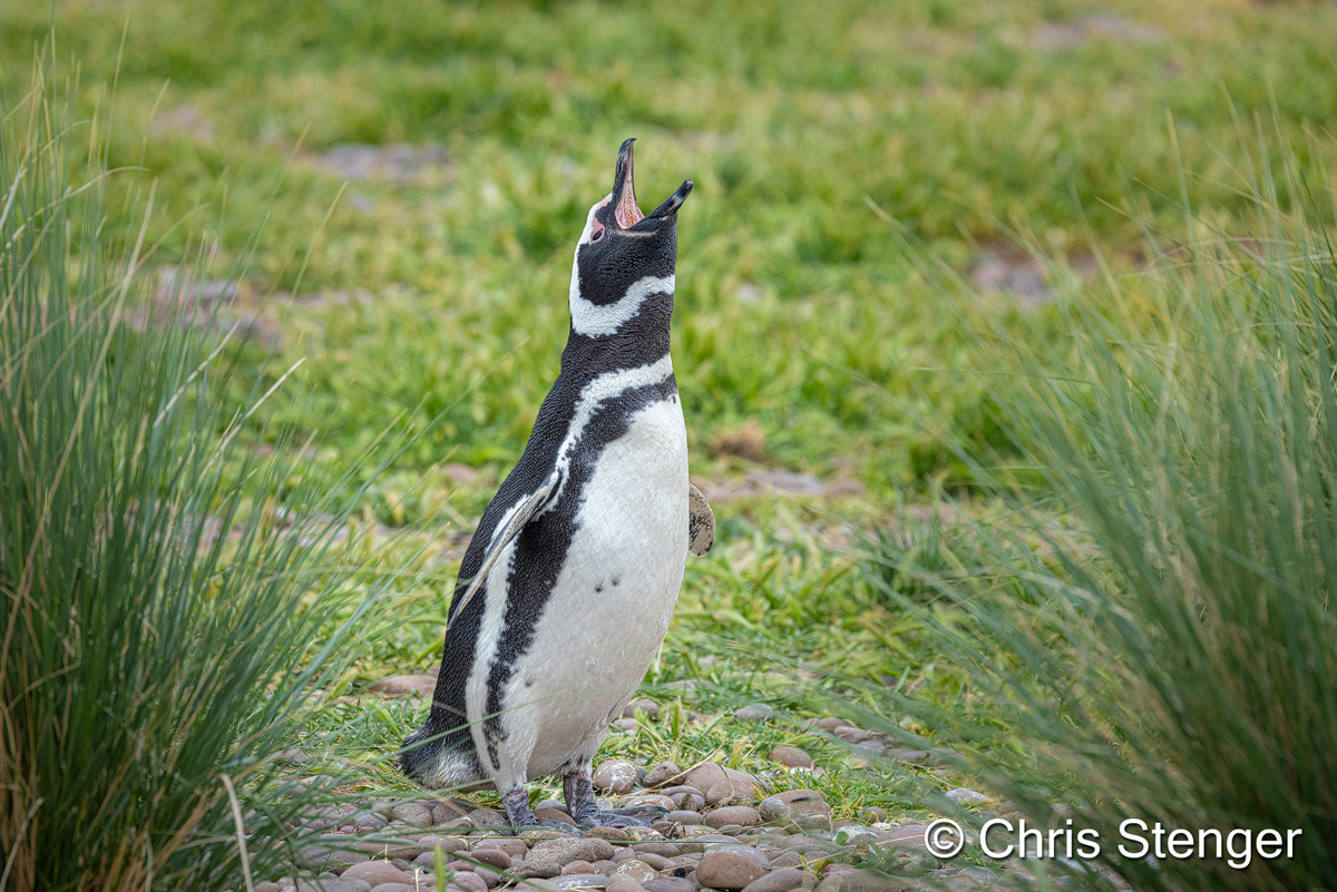 Roepende Magelhaen Pinguïn in een kolonie aan de kust van Argentinië