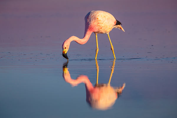 Flamingo in Saltlake - Chris Stenger Nature Photography - Fine Art Prints