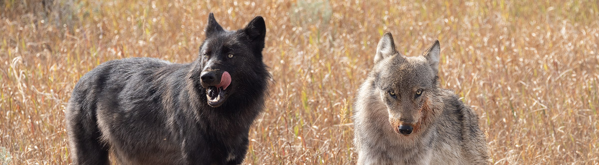 Northwest USA - Chris Stenger Travel and Nature Photography - Two wild wolves in Yellowstone National Park